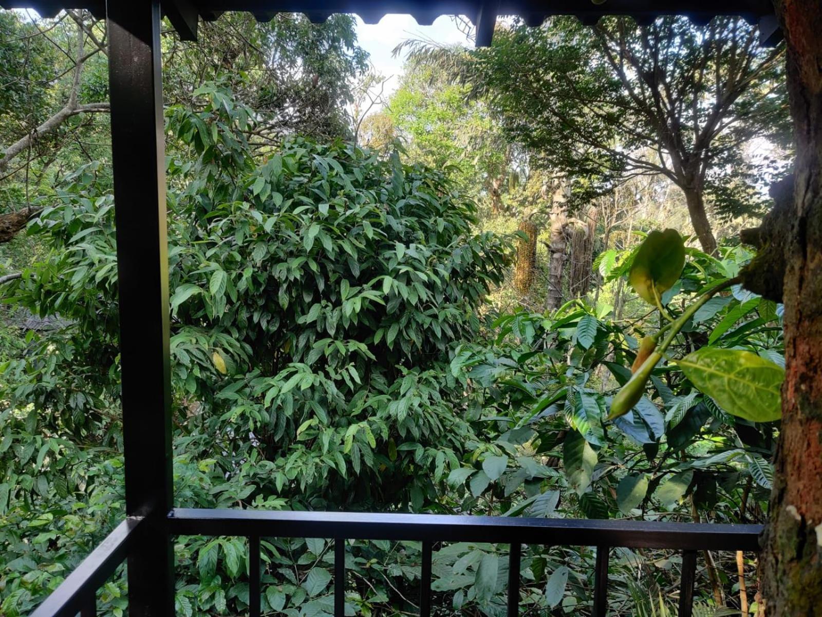 Misty Rain Estate Hotel Madikeri Exterior foto
