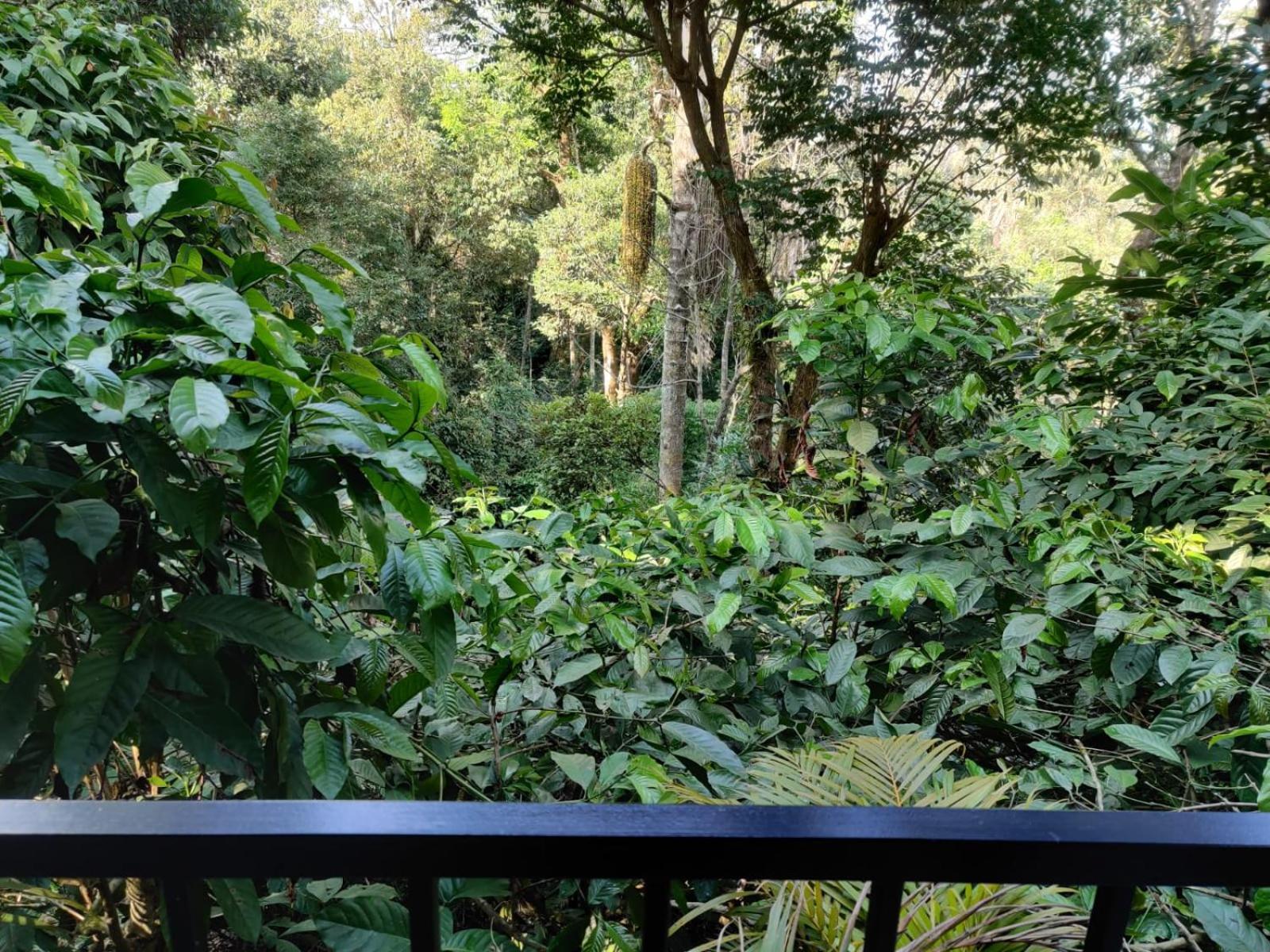 Misty Rain Estate Hotel Madikeri Exterior foto