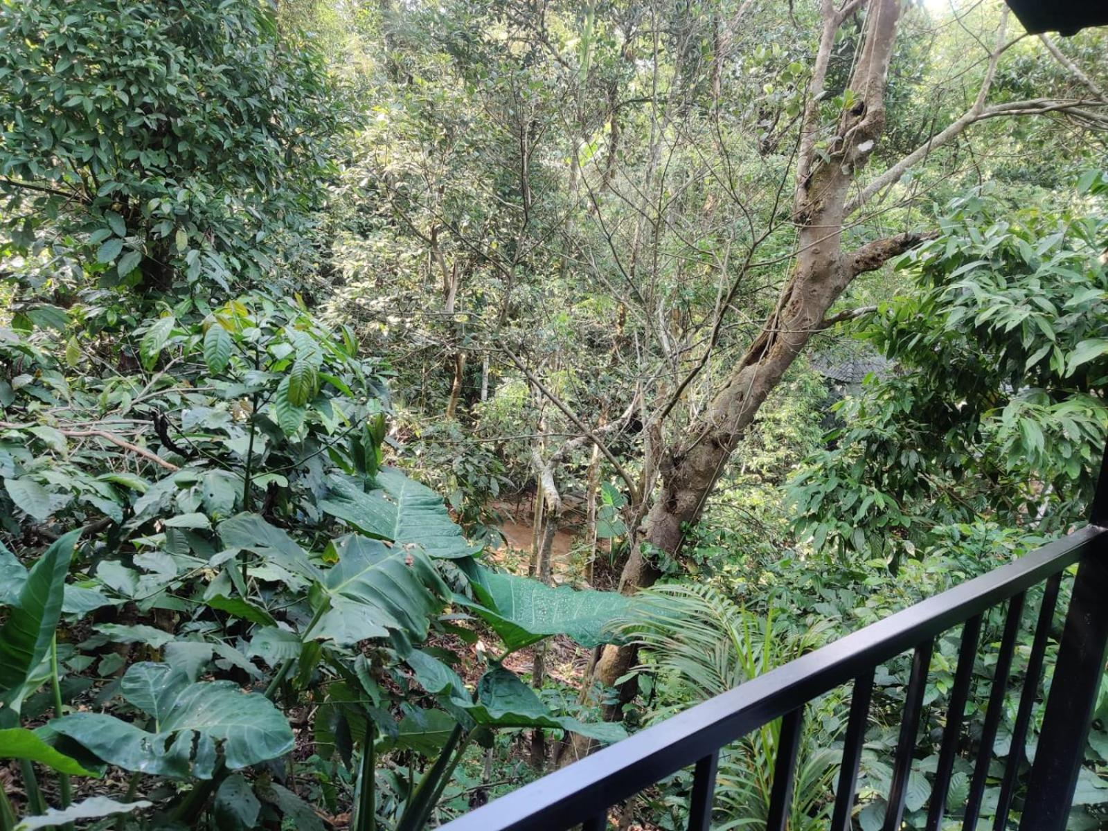 Misty Rain Estate Hotel Madikeri Exterior foto